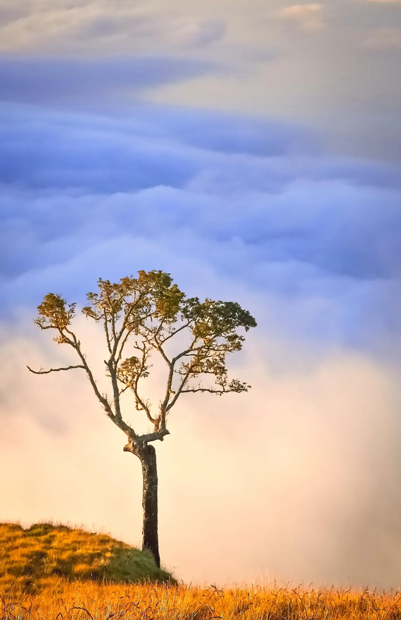 A lone tree on a golden hillside above a sea of clouds